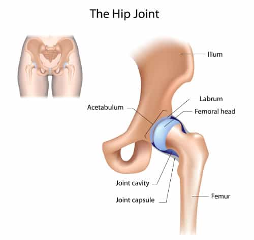 Image result for hip bone  Anatomy, Hip anatomy, Medical anatomy